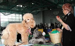 Er bekam soeben V1 , nun ist er mde ...!