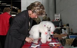 Toypudel-Picadillys Spezial Edition